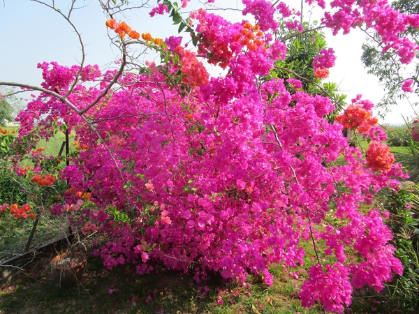 宝巾花开