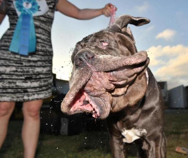 美加州救援犬世界最丑